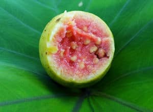 fruta guayaba